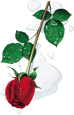 la rose