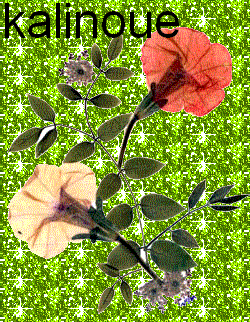 pétunia
