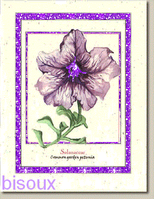 petite pétunia