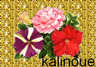 pétunia
