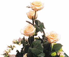 douce rose