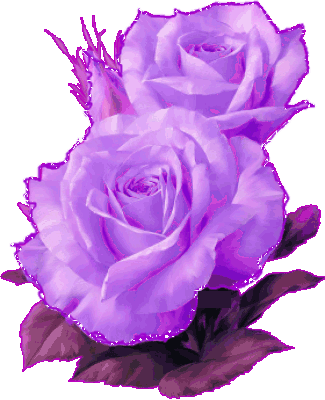 belle rose de couleur parme